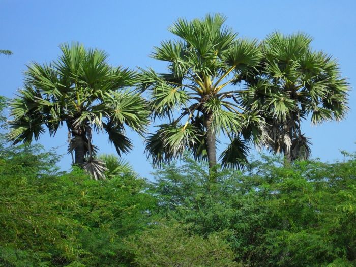 plantarea tapet de-palmier multe verde