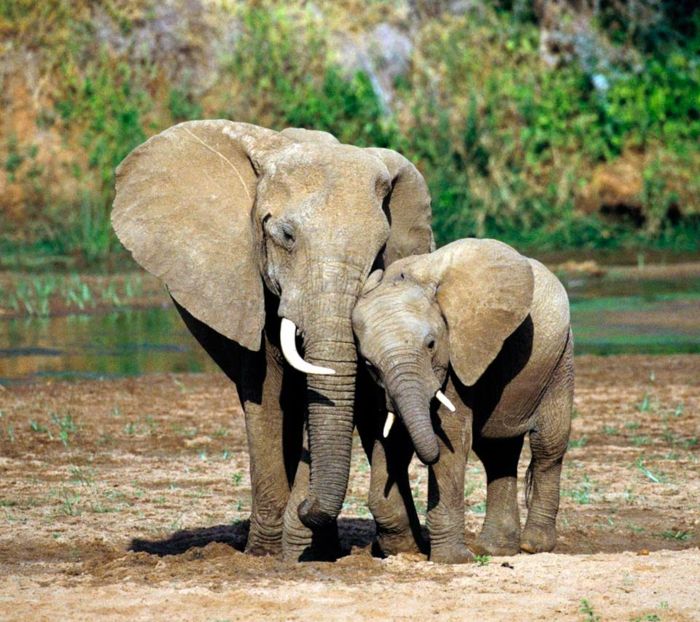 Słoń dziecko i jego matka, matka miłość w królestwie zwierząt, słodkie zwierzątko, piękne zdjęcia