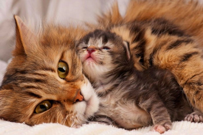 Cat baby z jego mamą, urocze zwierzątka, rodzice kochają w królestwie zwierząt, zwierzęce dziecko i matkę