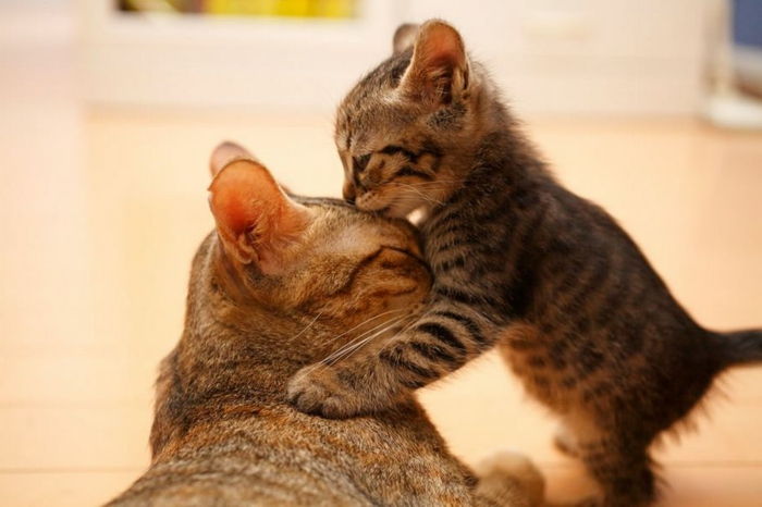 Katter baby med sin mor, søte dyr bilder, baby dyr og deres mødre, søte dyr