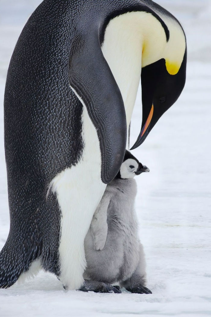 vakre bilder av dyr, pingviner - baby og mor, søte baby dyr, mors kjærlighet