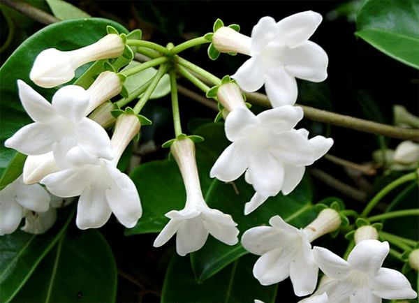 florescência-planta de casa-Stephanotis_floribunda grinalda ciclo-branco