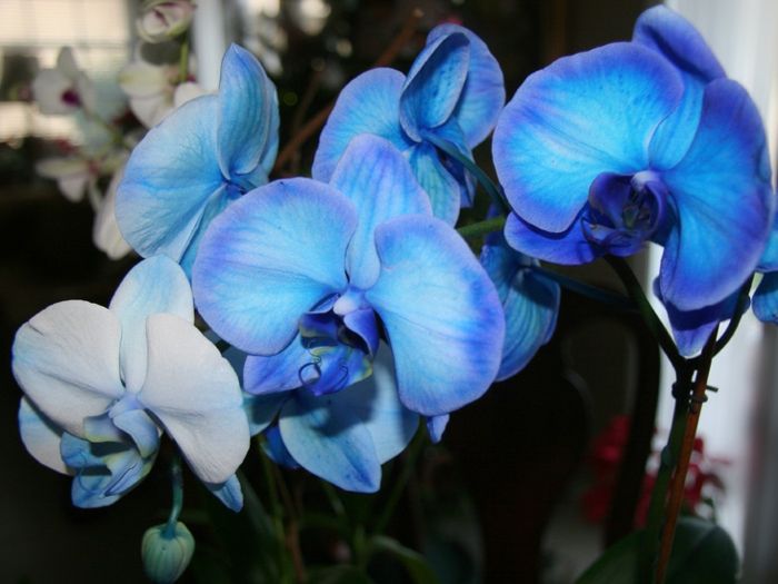 druh modro-Orhideen