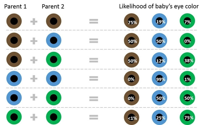 vad betyder bruna ögon ögonkombinationer föräldrar och barn vad som är möjligt