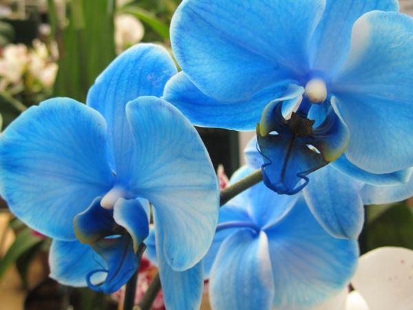 Blue Orchidėjos-gražūs-gėlės-in-mėlyna Gėlių Deko idėjos-tischdeko-mėlyna