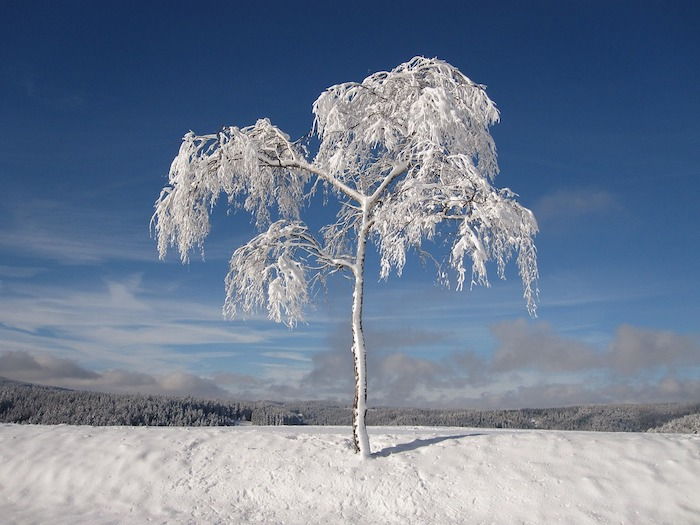 romantické zimné obrázky - modrá obloha so sivými a bielymi oblaky a strom so snehom