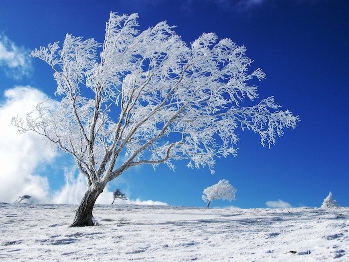 snø og en blå himmel med hvite skyer - et hvitt tre med snø