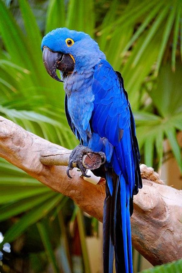-blauer-papegøye-papegøye-papegøye tapet papegøye
