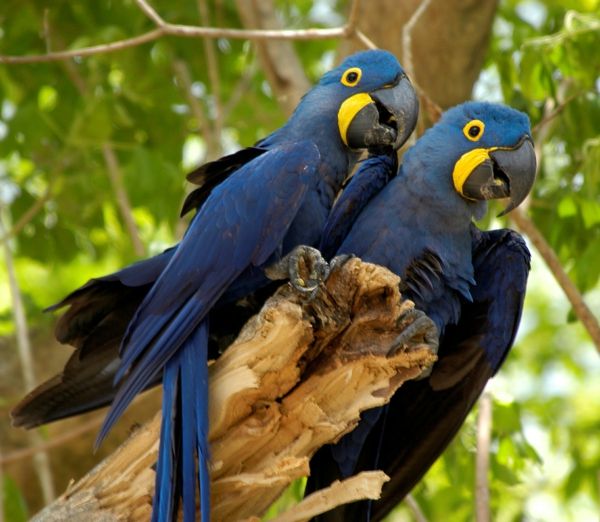-blauer Parrot Parrot tapet papegøye-papegøye