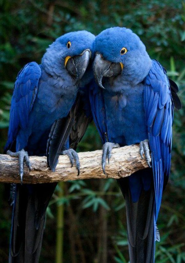 blauw-papegaai-papegaai-papegaai wallpaper papegaaien