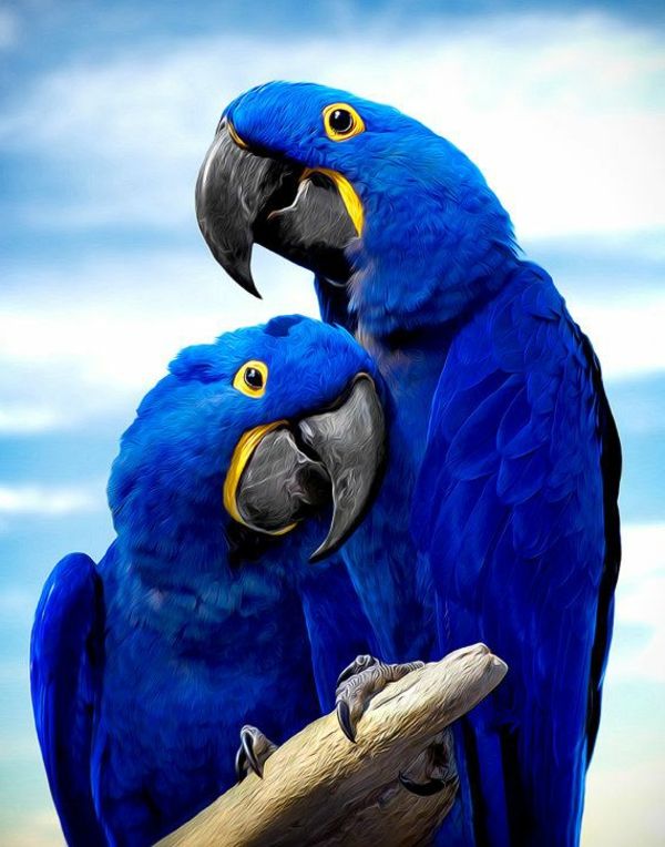 -blauer-papagal-papagal-papagal papagali tapet