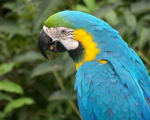 --blauer-papegøye-papegøye-papegøye tapet papegøyer