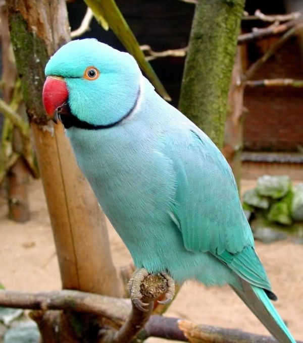 Blue Parrot Parrot Parrot tapet papegøye