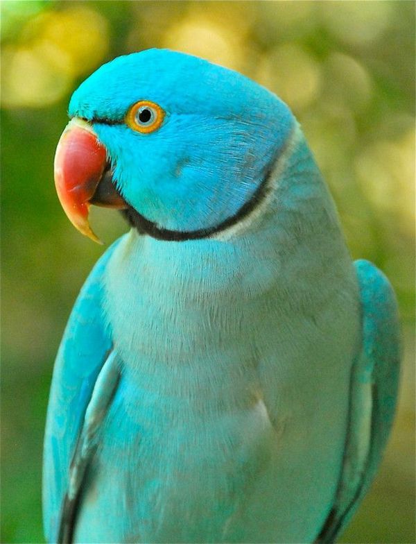 -blauer-papegøye - papegøye tapet papegøye