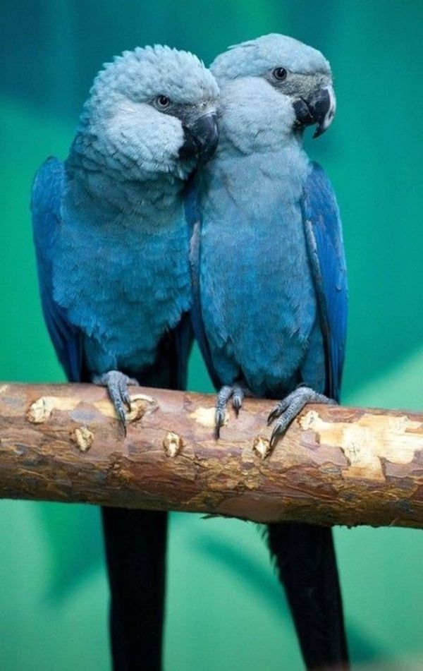 --blauer Parrot Parrot tapet papegoja tapeter papegoja