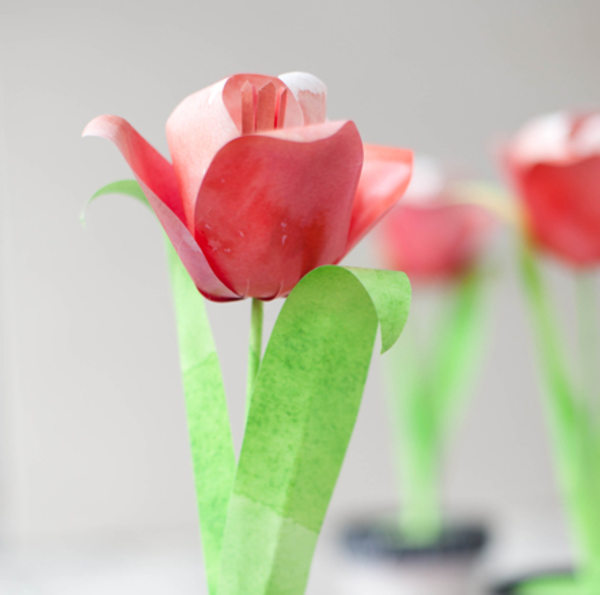 fiore-tintinnio-rosy-tulip- foto scattata da vicino