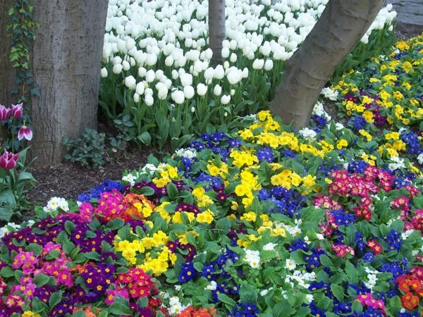blomster - tulipan-plante-the-tulipan-tulipan