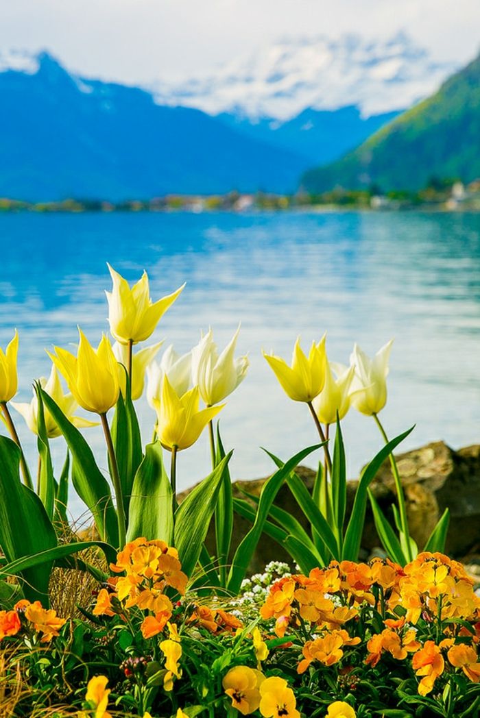 lepo pokrajino, rumene tulipani in oranžne vijolice, jezero in gore v ozadju