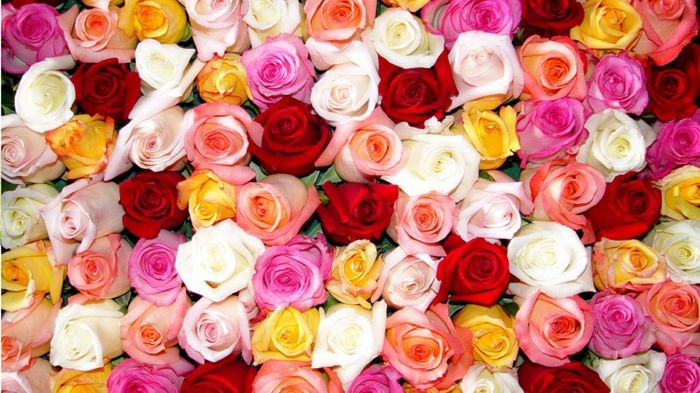 velika ozadje z vrtnicami, številne odtenke, kraljica med cvetjem, šopek vrtnic