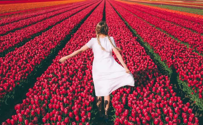 Tulipena polja na Nizozemskem, dekleta z belo obleko in dva kositra, številni, rdeči tulipani