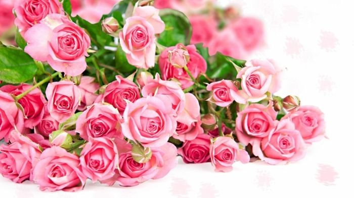 roza vrtnice, čudovit šopek vrtnic, ozadje s cvetjem
