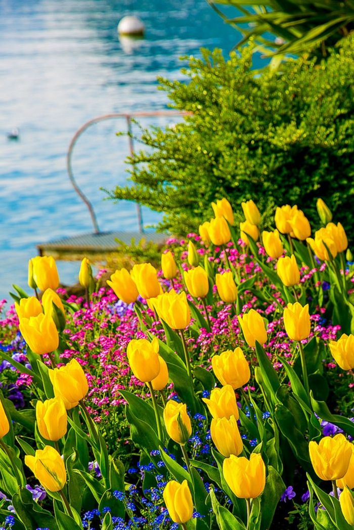 lepa pokrajina, rumena tulipani, jezero v ozadju, slike in informacije o rožah