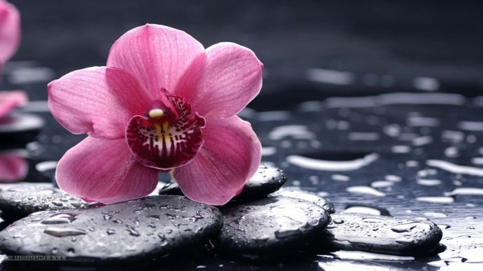 roza orhideja, nežen cvet, majhni kamni, slike cvetnega ozadja, informacije o cvetnih vrstah