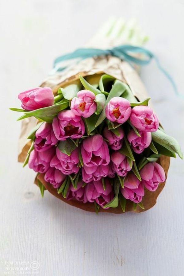 Blomster dekorasjon tapet tulipan-plante tulipaner-the-buy-tulipan-tulipan-in-amsterdam-tulipan tapet