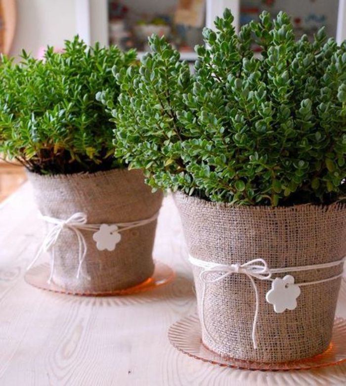 gėlių dėžės augalų idėjų nuotraukos paprastas dizainas gėlių vazonams žalia augalai namuose švieži
