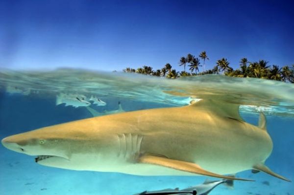 Bora Bora-vakantie-zeer-interessante-foto-van-top-genomen