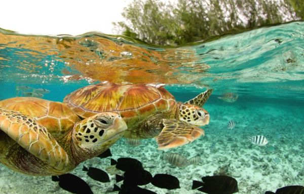 Bora Bora-vakantie-zeer-grote-foto-water