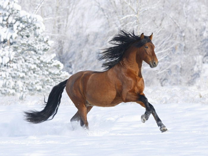 maro-cal-in-zăpadă