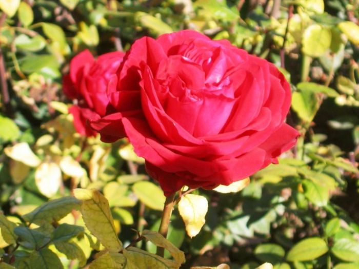 Bolgarski-rose-zanimivo-barvni