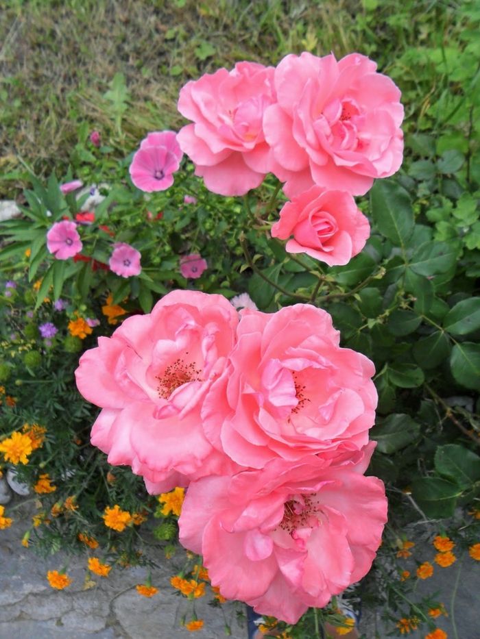 Bolgarski-rose-zelo zanimivo-kul-barvni