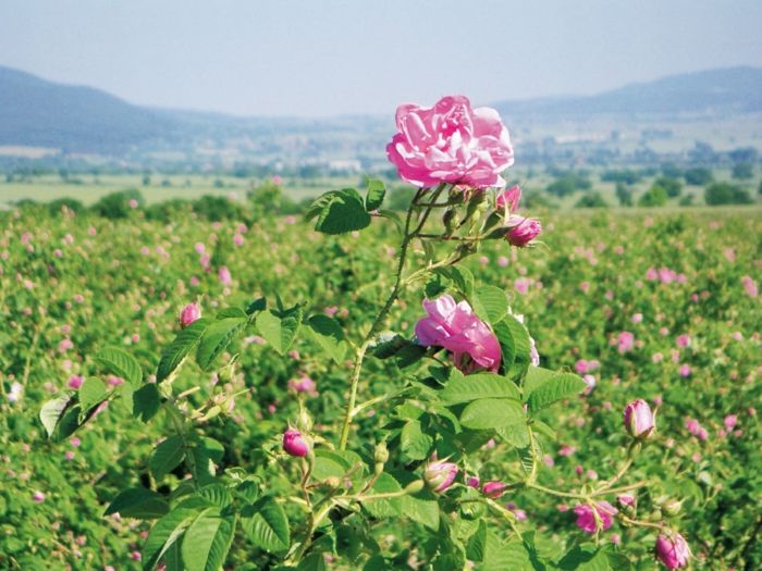 Bolgarski-rose-zelo zanimivo-slika