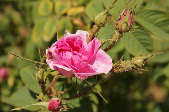Bolgarski-rose-zelo-lepo-ponudba-cvet