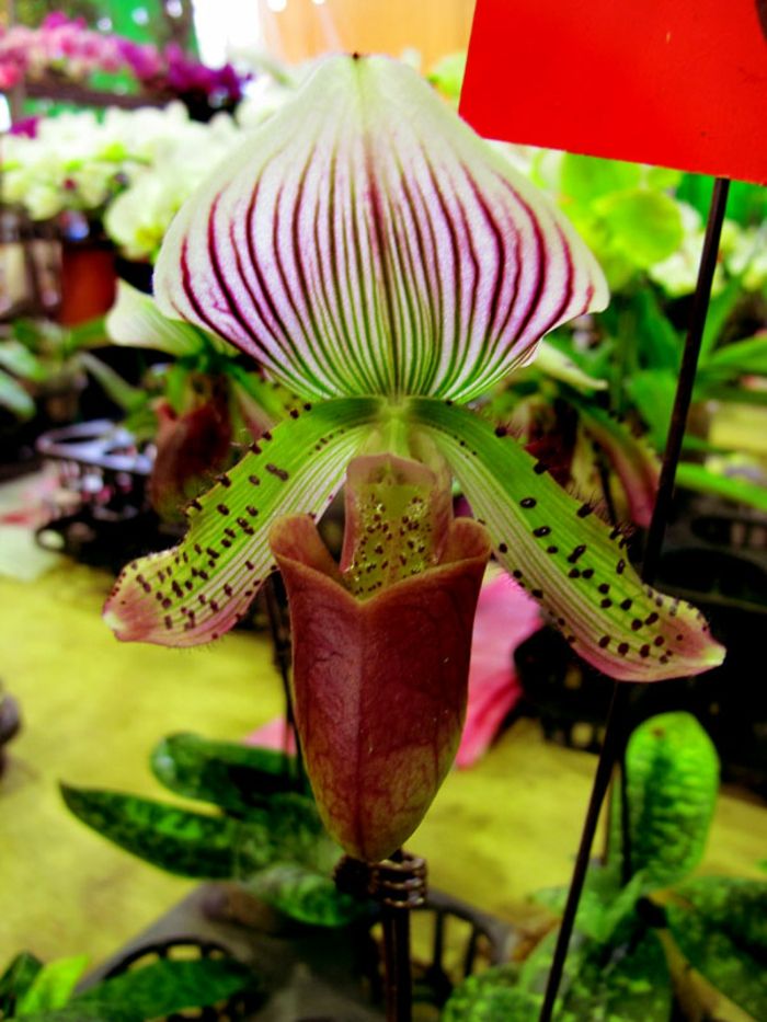 Spalvinga-Orhideen rūšys