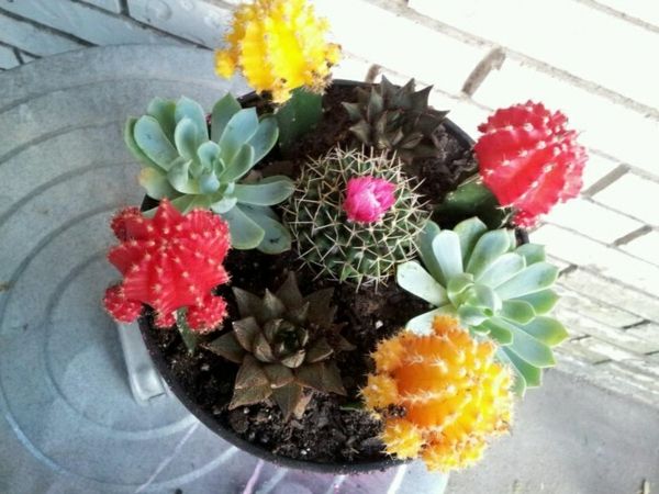 Padaryti spalvinga gėlių kaktuso rūšies nuotrauką iš viršaus