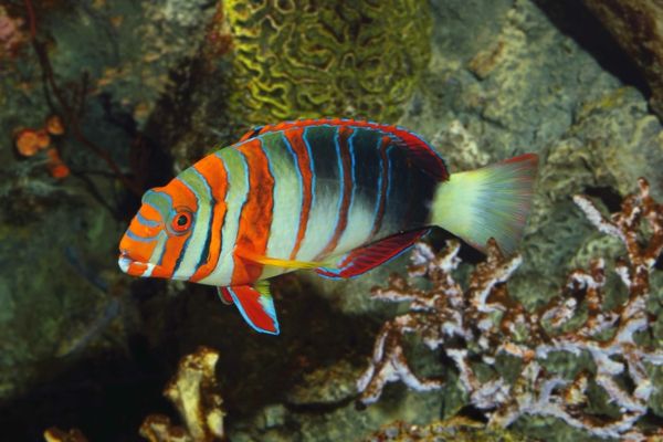 colorat-pește-frumos-fotografii-cool colorat-pește-bilder--