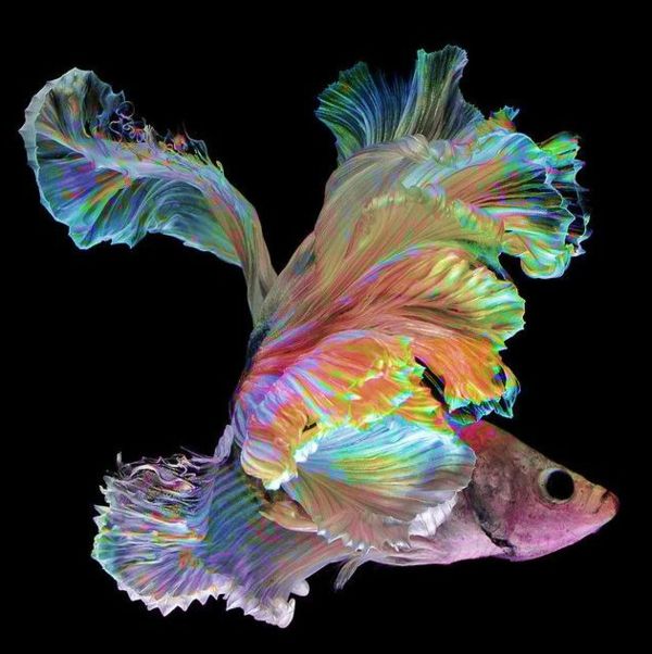 --bunte-pește-frumoase-fotografii-cool colorat-pește-paintings-