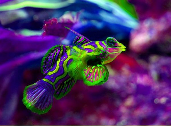 --bunte-pește-frumoase-fotografii-cool colorat-pește-bilder--