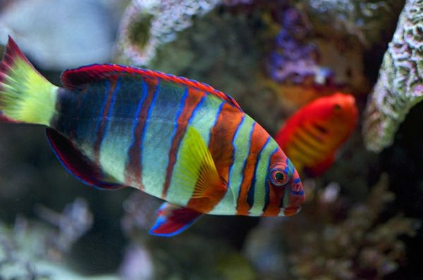 colorat-pește - tapet frumoase-fotografii-cool colorat-pește-