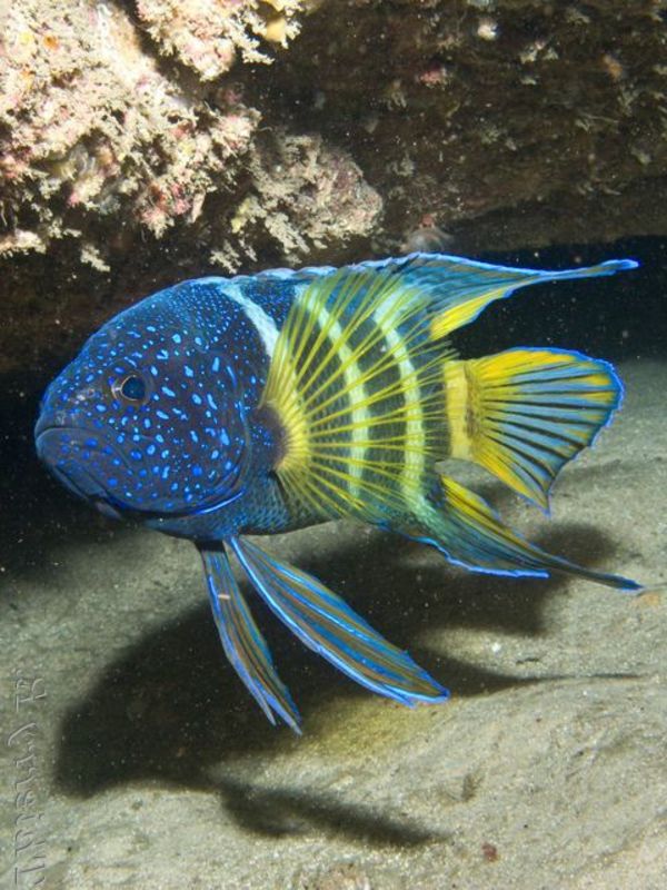 --bunte-pește-frumoase-fotografii-cool colorat-pește-tapet
