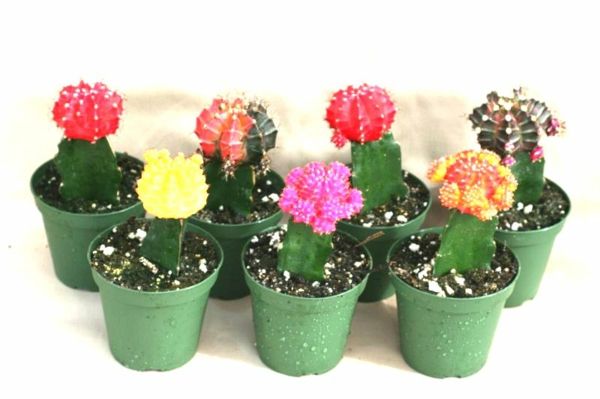 Kleurrijke cactus witte groene potten als achtergrond