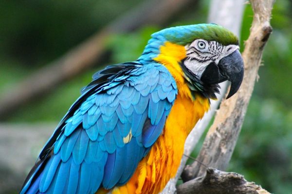 kleurrijke-papegaai-papegaai wallpaper papegaai behang blauw-geel-