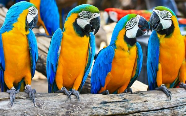 kleurrijke-papegaai-papegaai wallpaper papegaai wallpaper