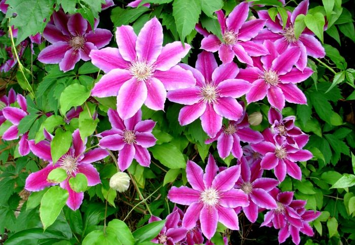 Cvetne vrste od A do Z, Clematis pravilno skrbi, veliko, vijolično cvetje, slike in informacije o rožah