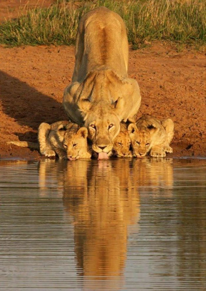 häftiga bilder Lioness little-lion-dricksvatten