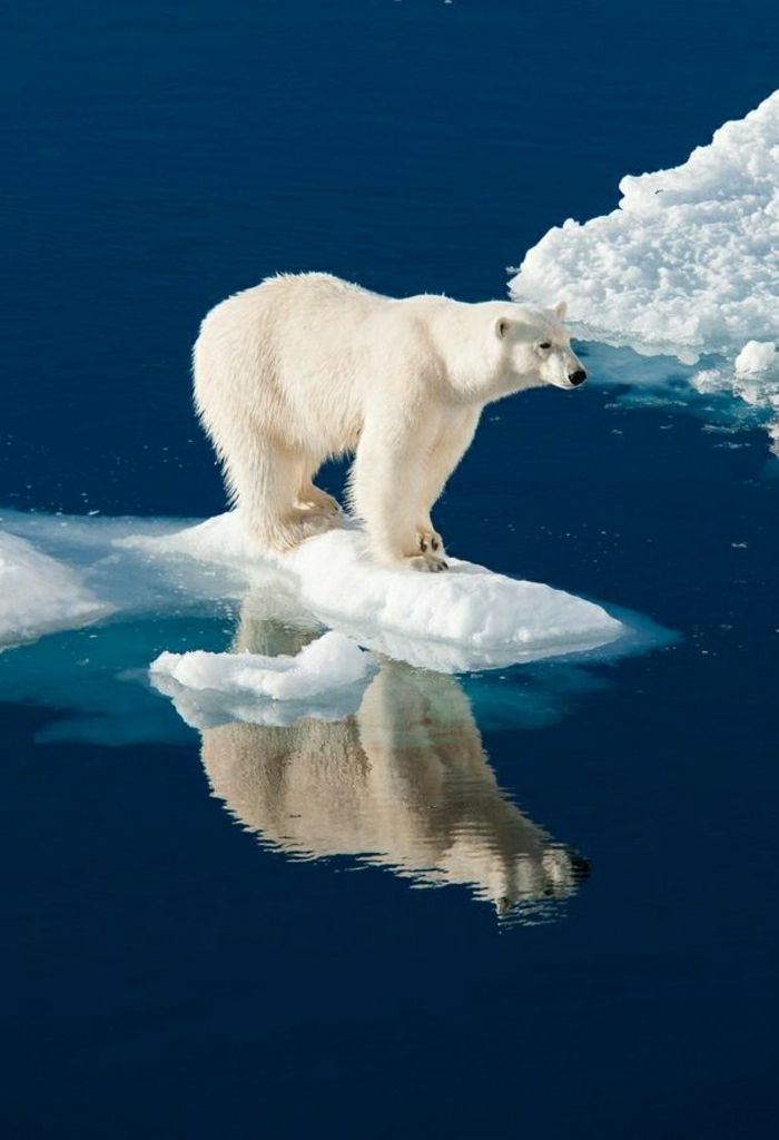 coola bilder-Polar Ice