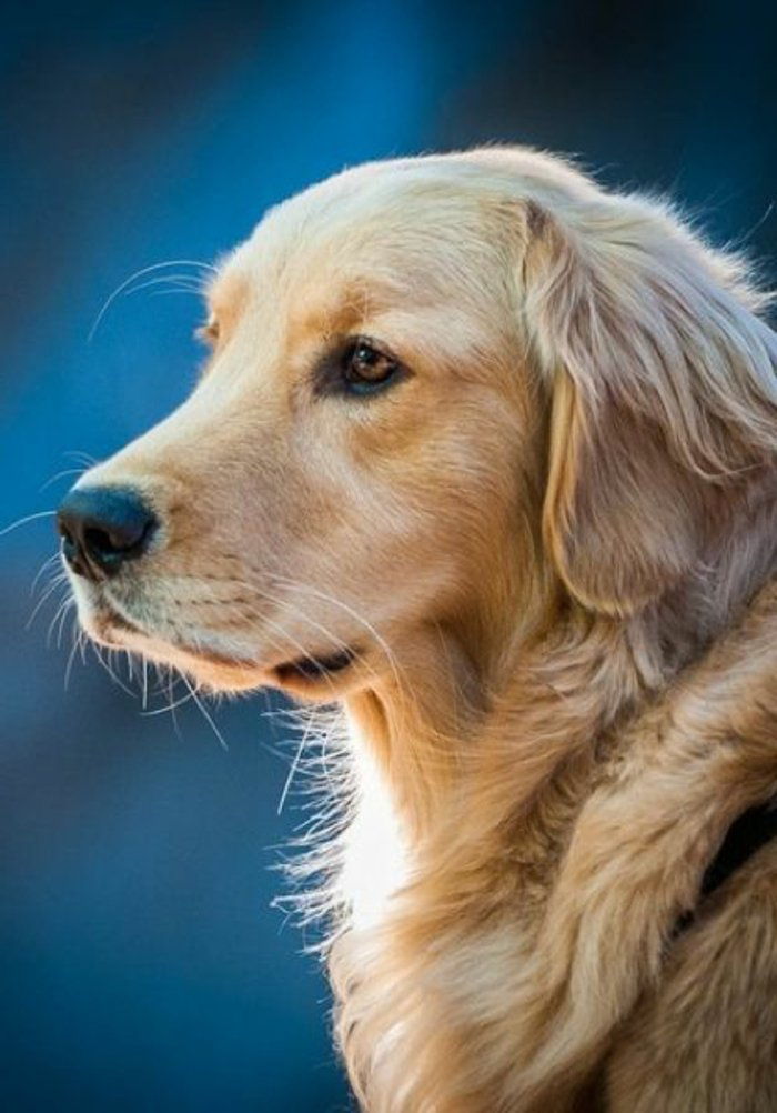 häftiga bilder-of-hundar-Golden Retriever söta ansikte fantastiskt foto